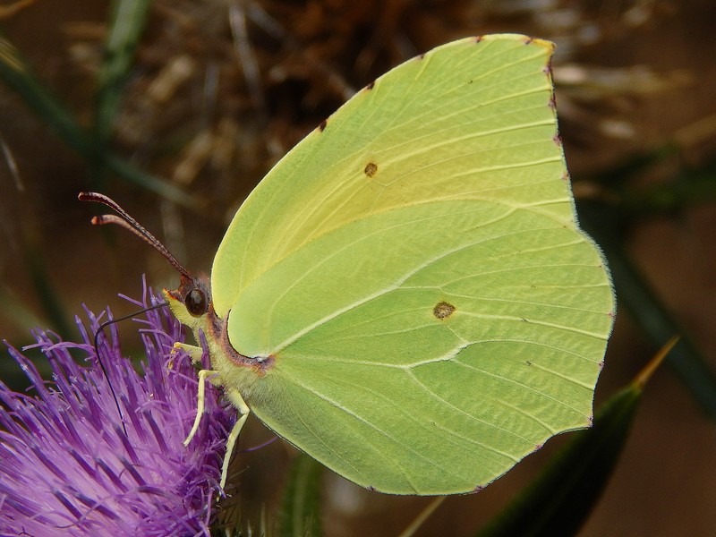 Gonepteryx cleopatra